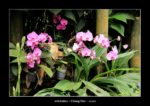 orchidées près de Doi Suthep à Chiang Mai - l'autre ailleurs en Thaïlande, une autre idée du voyage