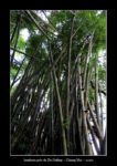 bambous près de Doi Suthep à Chiang Mai - l'autre ailleurs en Thaïlande, une autre idée du voyage