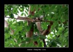 l’écureuil à Chiang Mai - l'autre ailleurs en Thaïlande, une autre idée du voyage