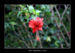 fleur à Nong Khiaw - l'autre ailleurs au Laos, une autre idée du voyage