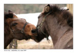 le baiser du cheval (thierry llopis photographie)