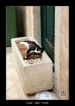 le chat de Split - quelques photos de Croatie - septembre 2020 ~ thierry llopis photographies (www.thierryllopis.fr)