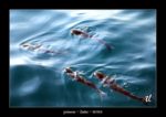poissons de mer à Zadar - quelques photos de Croatie - septembre 2020 ~ thierry llopis photographies (www.thierryllopis.fr)