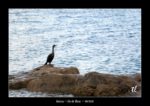 héron sur l'île de Brač - quelques photos de Croatie - septembre 2020 ~ thierry llopis photographies (www.thierryllopis.fr)