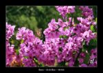 des fleurs sur l'île de Brač - quelques photos de Croatie - septembre 2020 ~ thierry llopis photographies (www.thierryllopis.fr)