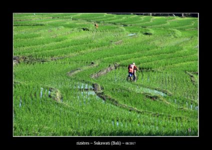 rizières à Sukawati (Bali) - quelques photos d'Indonésie ~ thierry llopis photographies (www.thierryllopis.fr)