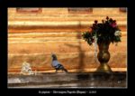 le pigeon - pagode Shwezigon à Bagan au Myanmar (Birmanie) - thierry llopis photographies (www.thierryllopis.fr)