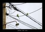 des perruches sur un fil électrique à Galle - thierry llopis photographies (www.thierryllopis.fr)