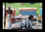 un homme vend son poisson à Galle - thierry llopis photographies (www.thierryllopis.fr)