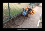 un vélo chargé de mangue à Galle - thierry llopis photographies (www.thierryllopis.fr)