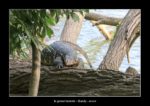 la grosse bestiole près du lac de Kandy - thierry llopis photographies (www.thierryllopis.fr)