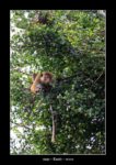 un singe à Kandy - thierry llopis photographies (www.thierryllopis.fr)