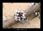 des coquillages échoués sur une plage à Mirissa - thierry llopis photographies (www.thierryllopis.fr)