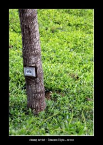 dans un champ de thé à Nuwara Elyia - thierry llopis photographies (www.thierryllopis.fr)