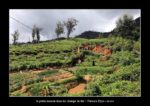la petit maison dans les champs de thé à Nuwara Elyia - thierry llopis photographies (www.thierryllopis.fr)