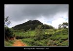 des champs de thé à Nuwara Elyia. - l'autre ailleurs au Sri-Lanka, une autre idée du voyage