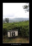des champs de thé à Nuwara Elyia. - thierry llopis photographies (www.thierryllopis.fr)