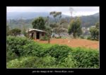 près des champs de thé à Nuwara Elyia. - thierry llopis photographies (www.thierryllopis.fr)