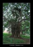 le vieil arbre à Polonnâruvâ - thierry llopis photographies (www.thierryllopis.fr)
