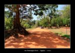 en allant vers Pidurangala Rock à Sigiriya - thierry llopis photographies (www.thierryllopis.fr)