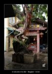 le vieil arbre à Bangkok - quelques photos de Thaïlande ~ thierry llopis photographies (www.thierryllopis.fr)