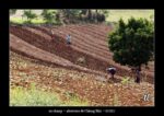 travaux des champs près de Chiang Mai - quelques photos de Thaïlande ~ thierry llopis photographies (www.thierryllopis.fr)