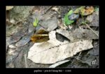 un papillon près de Chiang Mai - quelques photos de Thaïlande ~ thierry llopis photographies (www.thierryllopis.fr)