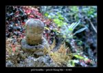 petit bouddha près de Chiang Mai - quelques photos de Thaïlande ~ thierry llopis photographies (www.thierryllopis.fr)