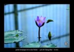 jardin botanique de la reine Sirikit près de Chiang Mai - quelques photos de Thaïlande ~ thierry llopis photographies (www.thierryllopis.fr)