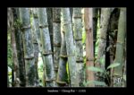 bambous à Chiang Rai - quelques photos de Thaïlande ~ thierry llopis photographies (www.thierryllopis.fr)