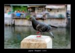 le pigeon près d'un klong à Bangkok.