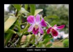 orchidées dans la rue (Bangkok - janvier 2020) - quelques photos de Thaïlande entre décembre 2019 et janvier 2020 ~ thierry llopis photographies (www.thierryllopis.fr)